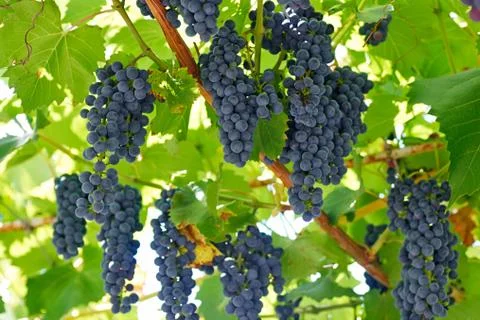 Ripening grape clusters on the vine Stock Photos