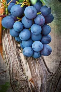 Ripening grape clusters on the vine Stock Photos