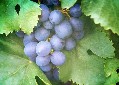Ripening grape clusters on the vine Stock Photos