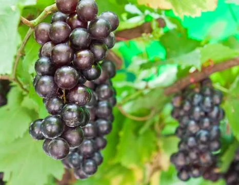 Ripening grape clusters on the vine Stock Photos