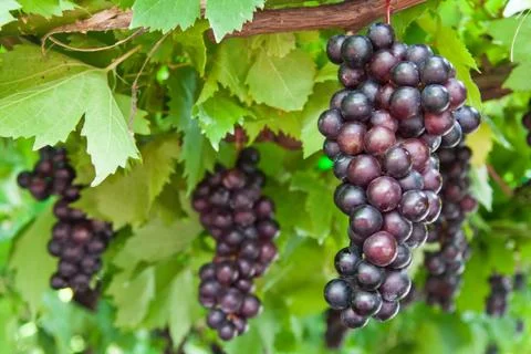 Ripening grape clusters on the vine Stock Photos