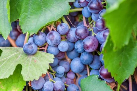 Ripening grape clusters on the vine Stock Photos
