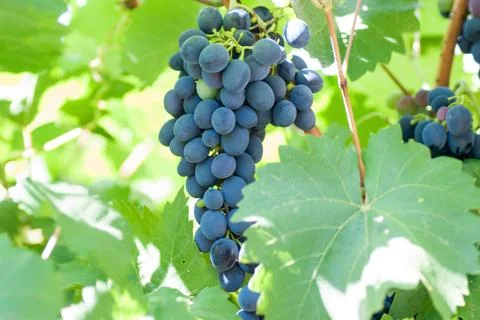 Ripening grape clusters on the vine Stock Photos