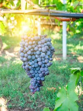 Ripening grape clusters on the vine Stock Photos