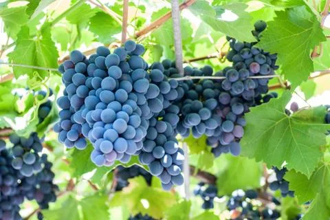 Ripening grape clusters on the vine Stock Photos
