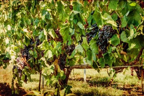 Ripening grape clusters on the vine Stock Photos