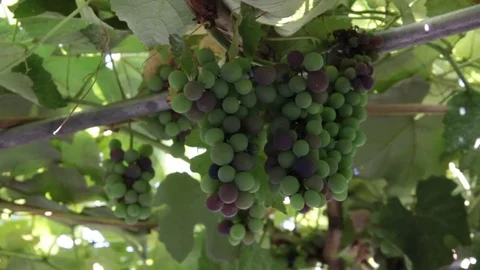Ripening grape Stock Footage 84723311