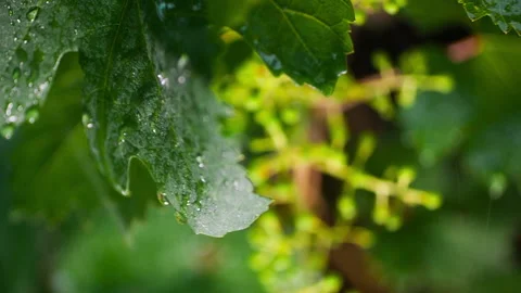 Ripening Grapes During the Raining, clip 2 Stock Footage 143969741
