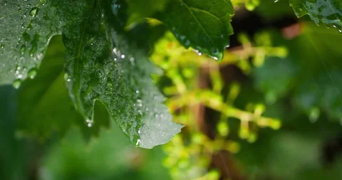 Ripening Grapes During the Raining, clip 2 Stock Footage 143969751