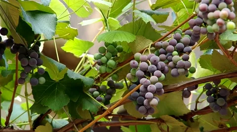 Ripening grapes Stock Footage 55219642