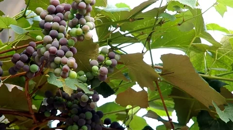 Ripening grapes Stock Footage 55219669