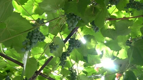 Ripening grapes Stock Footage 159864530