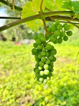 Ripening grapes Stock Photos