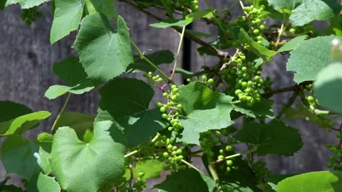 Ripening grapes in the rays of the sun Stock Footage 246291946