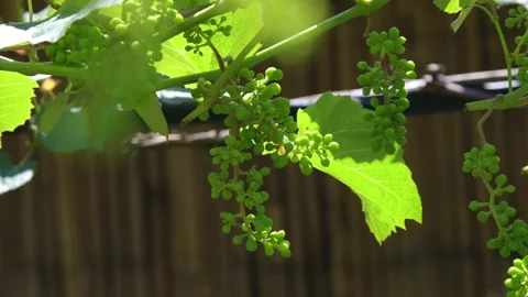 Ripening grapes in the rays of the sun Stock Footage 246291949