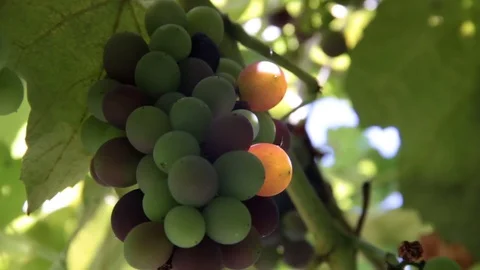 Ripening grapes in sunlight Stock Footage 81453892