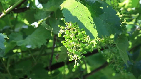 Ripening grapes in sunlight Stock-Footage 99824224