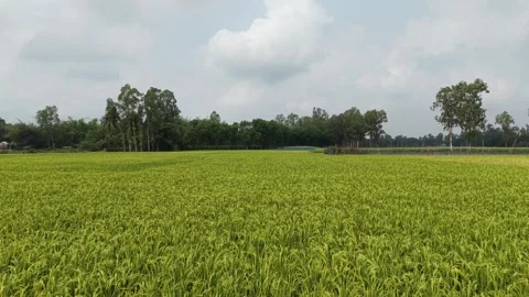 Ripening Green Paddy Fields in Rural Bangladesh Landscape Stock Footage 333640599