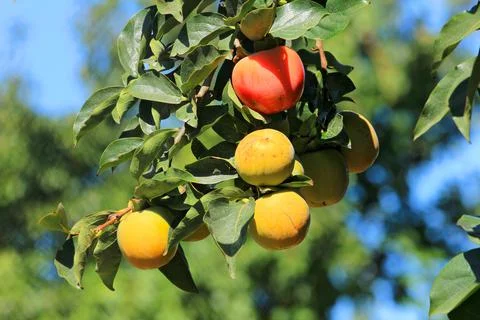 Ripening green persimmon on the tree. Stock Photos
