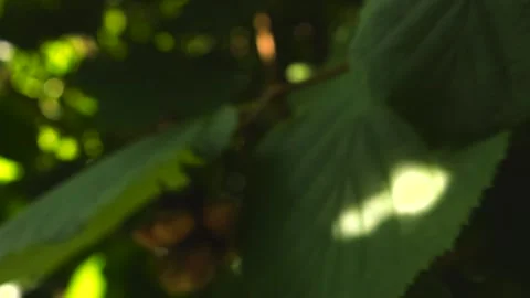 Ripening hazelnuts growing on a lush green tree branch Stock Footage 345185660