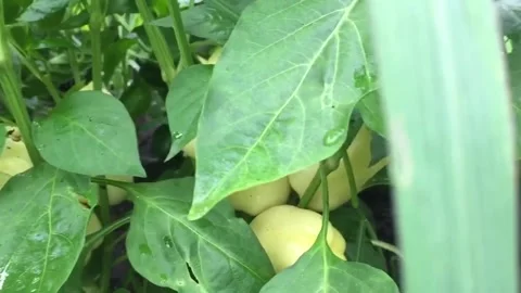 Ripening of large yellow pepper. The camera moves from left to right Stock Footage 246605272