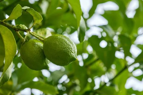 Ripening lemon close up Stock Photos