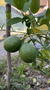 Ripening lemons Stock Photos