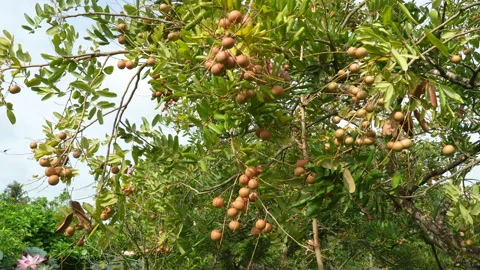 Ripening Longan Fruit Clusters Hanging On Tree Branches Stock-Footage 337242144