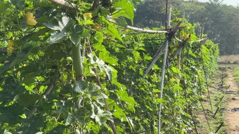 A ripening luffa fruit hangs from a climbing stem supported by a bamboo trellis Stockbeeldmateriaal 332723896
