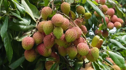 Ripening Lychee Fruits Stock Footage 335214979