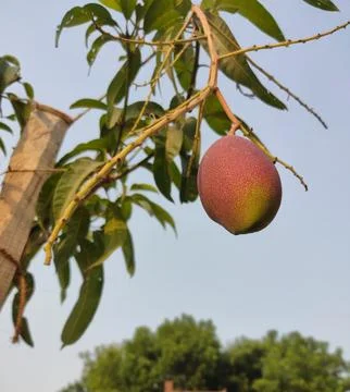 Ripening Mango on Tree Branch Stock Photos