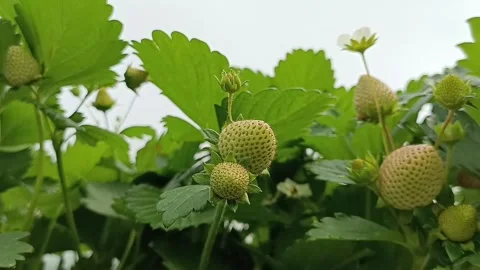 Ripening in May strawberries Stock Footage 276558296