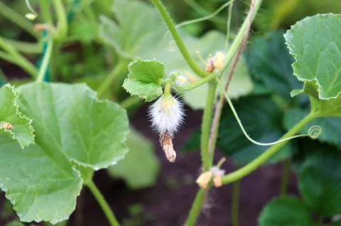 Ripening melon fruit in a greenhouse Stock Photos