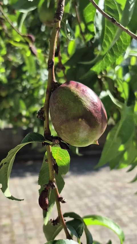 Ripening nectarine fruit hanging on a tree branch in summer sun 動画素材 338344016