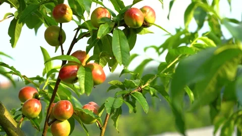 Ripening nectarines on a tree branch in a sunny orchard Stock Footage 341930258
