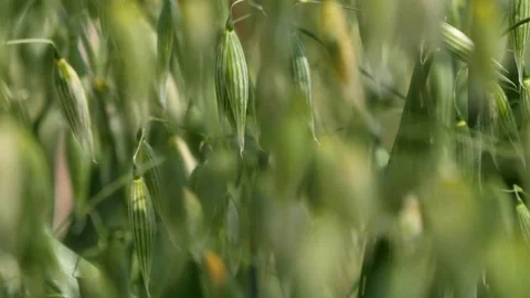 Ripening oats, close up Video stock 77224111