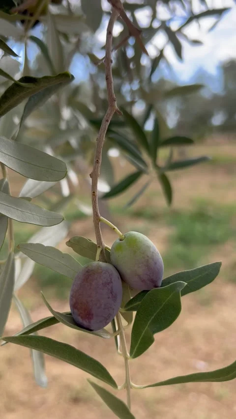 Ripening olives on an olive tree Stock Footage 337199871