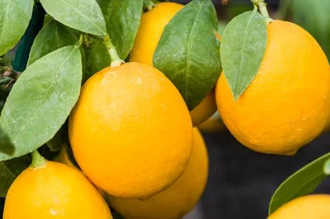 Ripening oranges on small trees 写真素材