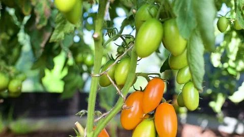 Ripening organic fresh tomatoes plants on a bush. Close-up view. Video stock 279432653