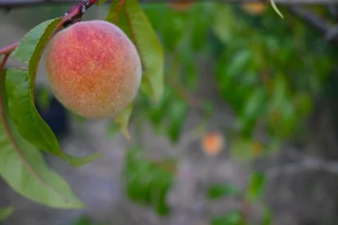 Ripening peach on a tree Stockfoto's