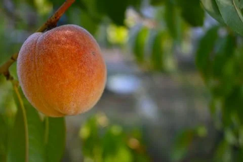 Ripening peach on a tree Stock Photos