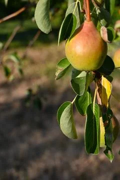 Ripening pear on a tree Foto stock