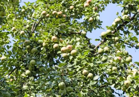 Ripening pears on the branches of a tree. Stock Photos