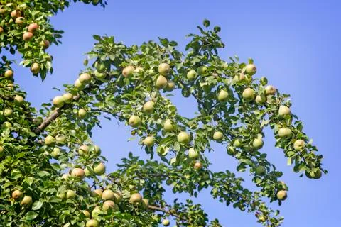Ripening pears on the branches of a tree. Stock Photos
