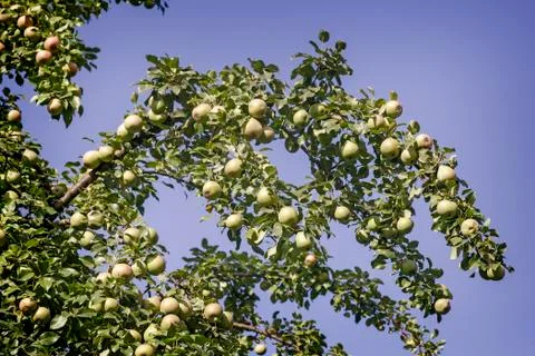 Ripening pears on the branches of a tree. Foto stock