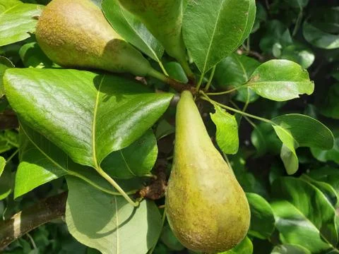 Ripening Pears Stock Photos