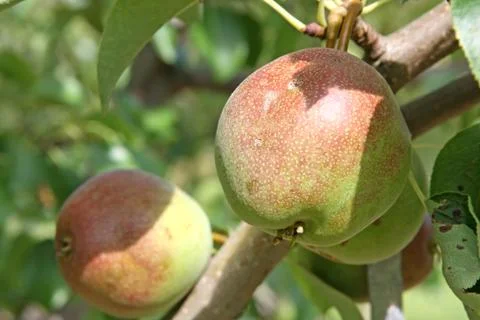 Ripening pears on tree branch Stock Photos