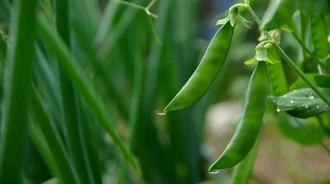 Ripening peas in the garden Stock Footage 39734759