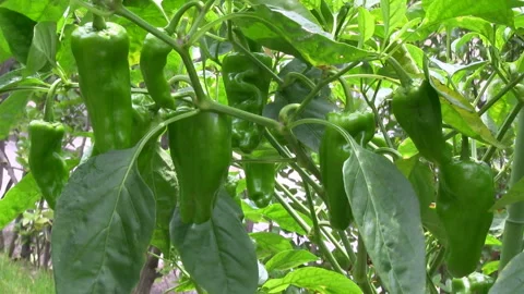 Ripening Peppers Stock-Footage 327444484