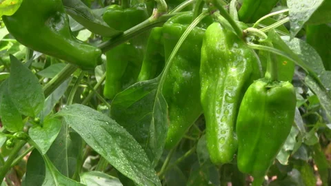 Ripening Peppers Video stock 327444626